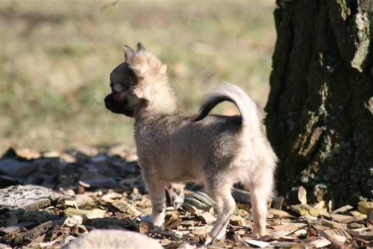 Chihuahua Bim Bim (Lulu (2010-2011) billede 15