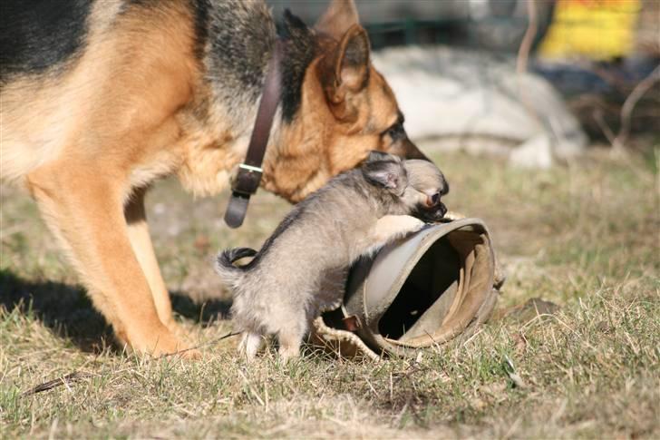 Chihuahua Bim Bim (Lulu (2010-2011) billede 16