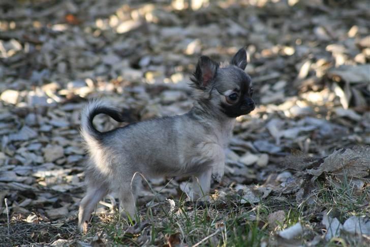 Chihuahua Bim Bim (Lulu (2010-2011) billede 17