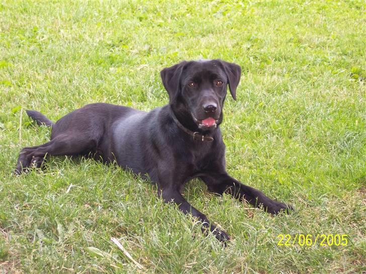 Labrador retriever Mille billede 1