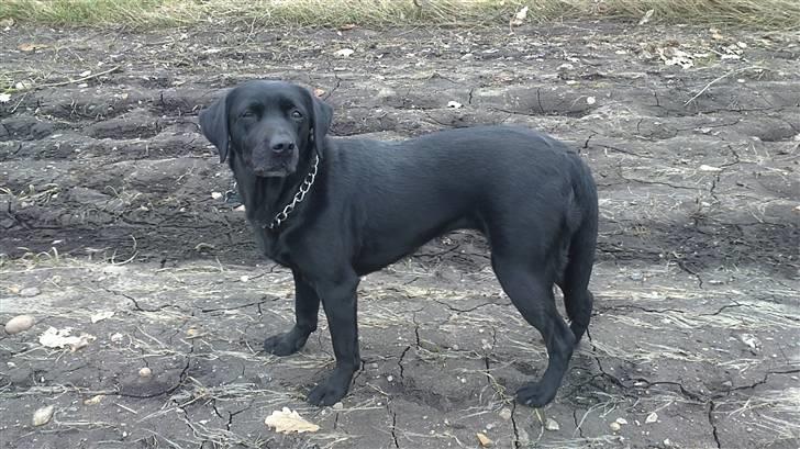 Labrador retriever Mille billede 2