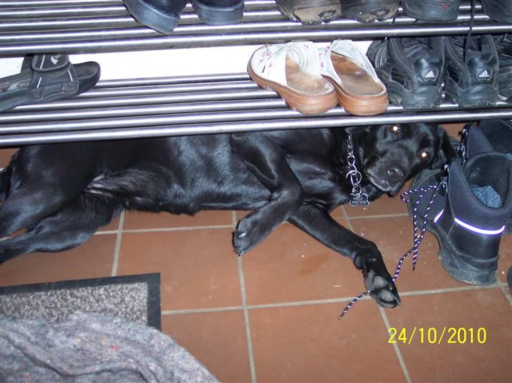 Labrador retriever Mille - Når mor støvsuger, gemmer jeg mig under skohylden! billede 3