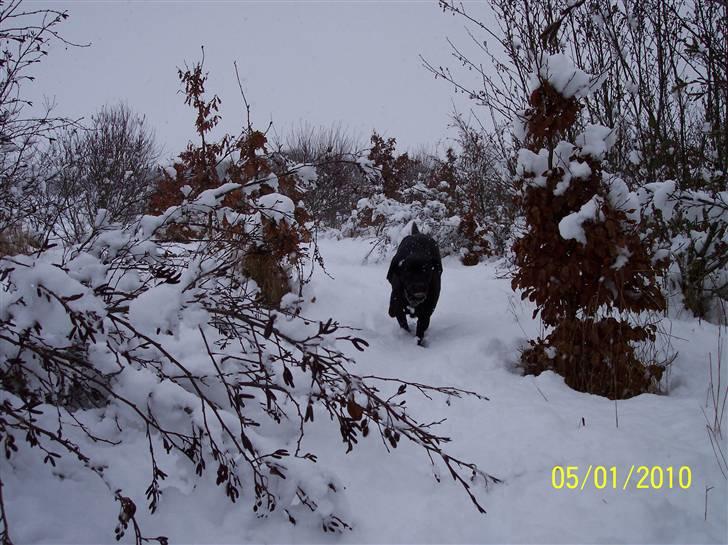 Labrador retriever Mille billede 4