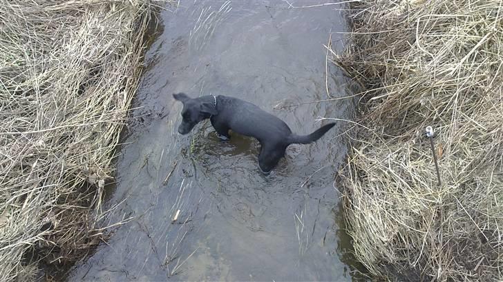 Labrador retriever Mille - en rigtig vandhund! billede 5