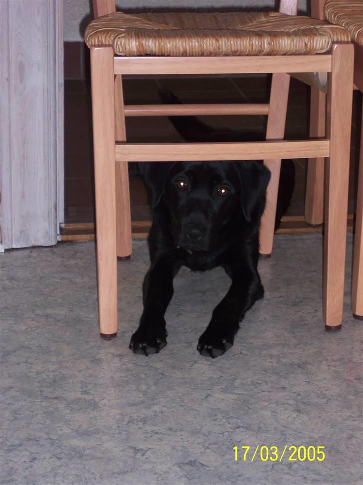 Labrador retriever Mille - hmm... det var da et tåbeligt sted at sætte en stol! billede 6