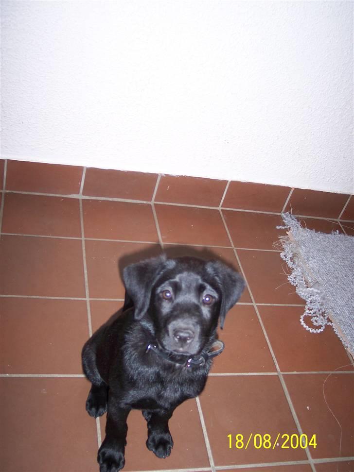 Labrador retriever Mille billede 7