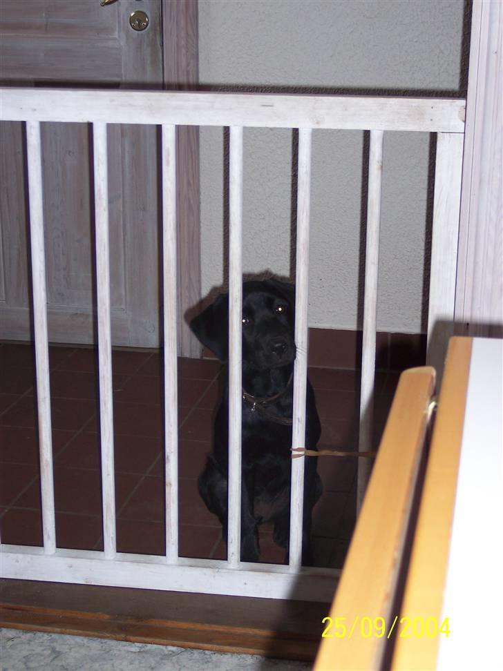 Labrador retriever Mille - hey! luk mig ind billede 8