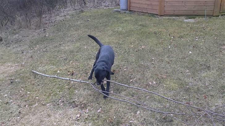 Labrador retriever Mille billede 9