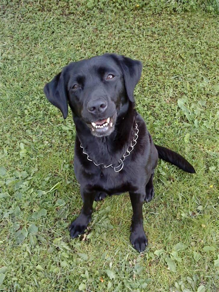 Labrador retriever Mille billede 11
