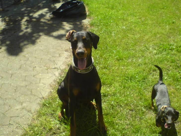 Dobermann Sanguesa Raja  *R.I.P.* billede 1