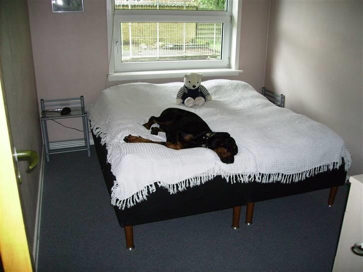 Dobermann Sanguesa Raja  *R.I.P.* billede 2