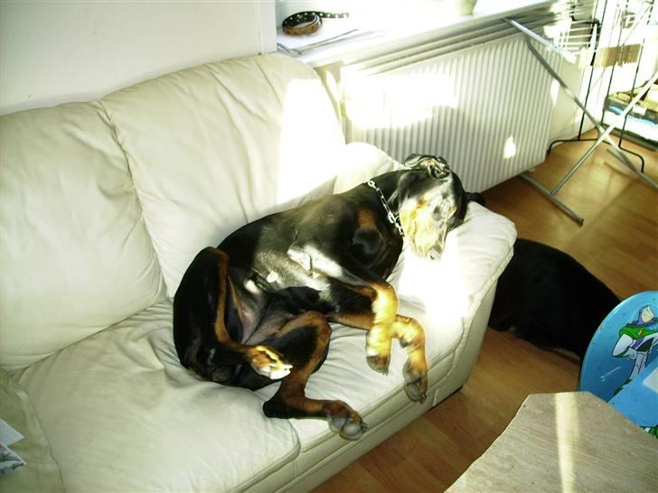 Dobermann Sanguesa Raja  *R.I.P.* billede 3