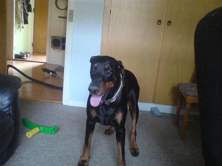 Dobermann Sanguesa Raja  *R.I.P.* billede 4