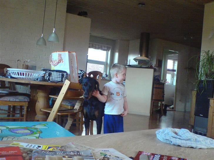 Dobermann Sanguesa Raja  *R.I.P.* billede 5