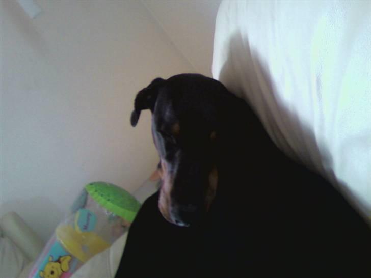 Dobermann Sanguesa Raja  *R.I.P.* billede 6