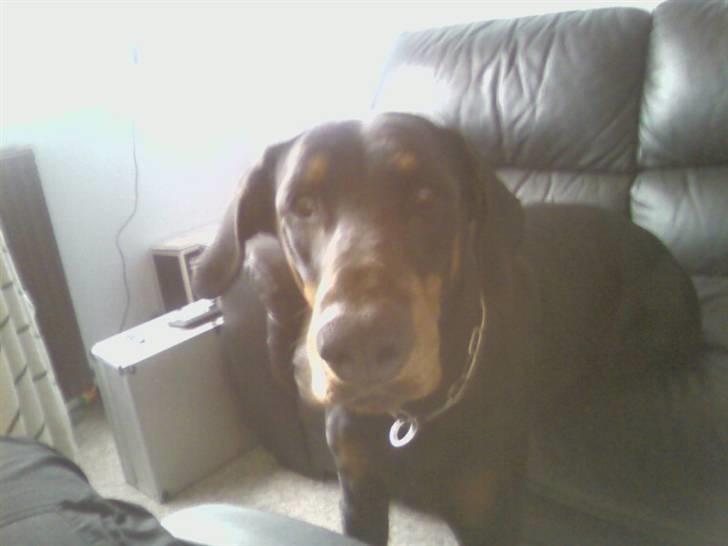 Dobermann Sanguesa Raja  *R.I.P.* billede 7