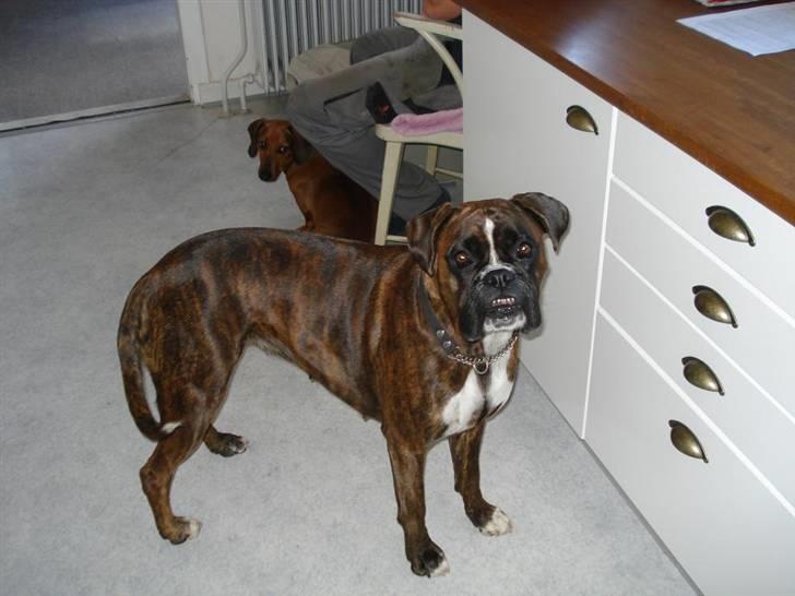 Boxer Beckie billede 1