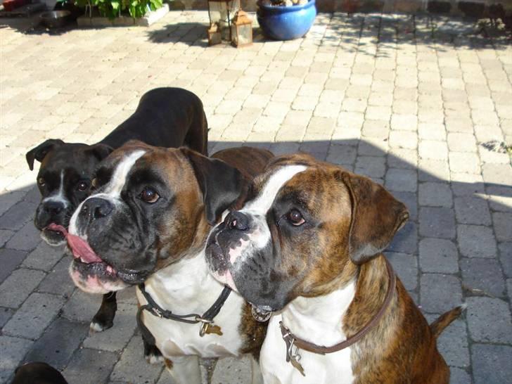 Boxer Beckie - mor, store bror og far. billede 2