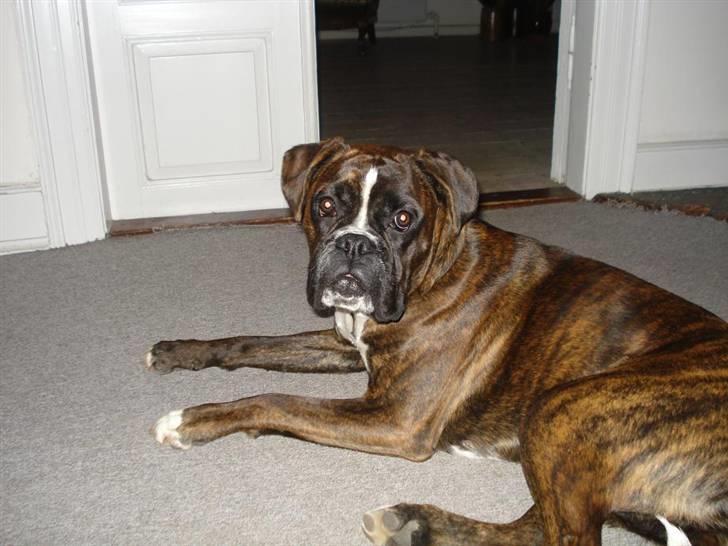 Boxer Beckie - en stille stun. billede 6