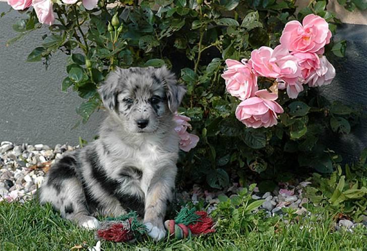 Australian shepherd Bella - Lille Bella!<3 billede 2