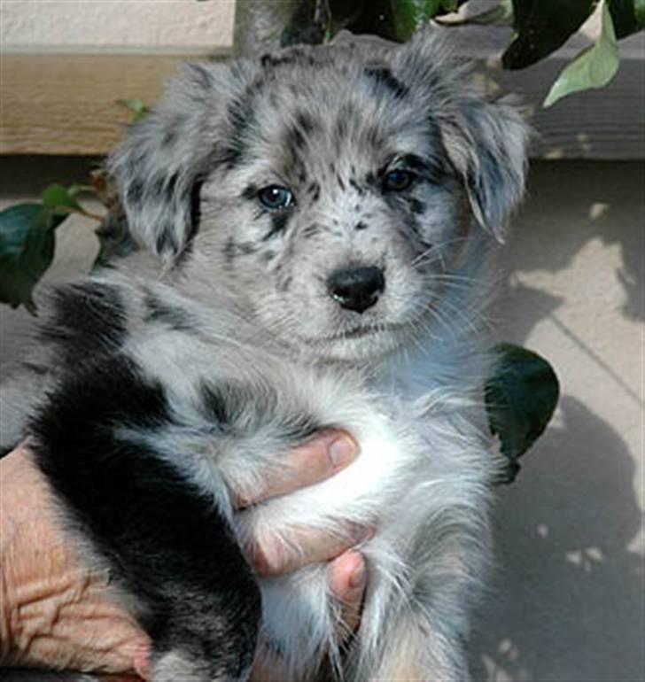 Australian shepherd Bella - Lille Bella! billede 3