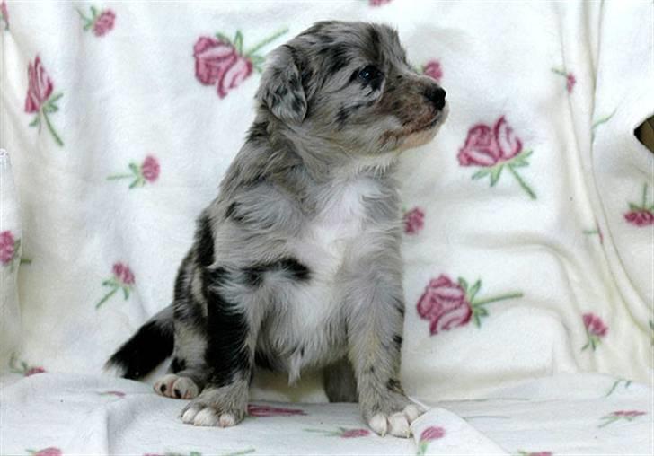 Australian shepherd Bella - Nuttet, ikk?:)<3 billede 4