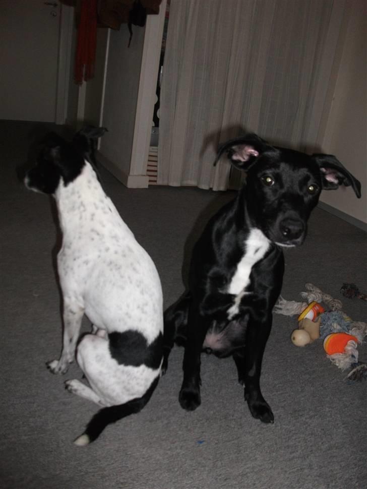 Blanding af racer Molly<3 - cuité ik? :D billede 8