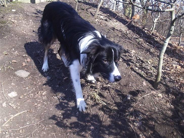 Border collie READY billede 1