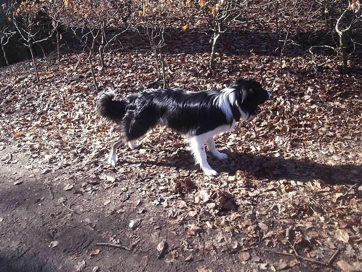 Border collie READY billede 2