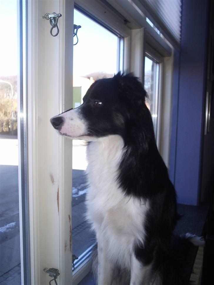 Border collie READY billede 3