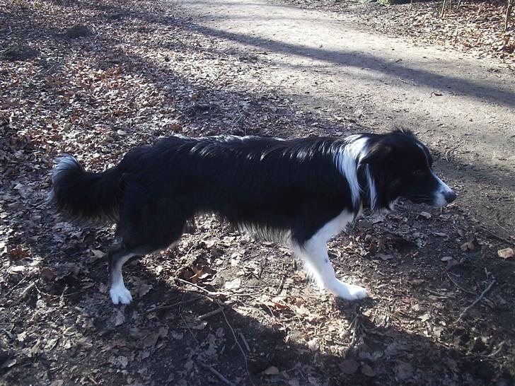 Border collie READY billede 4