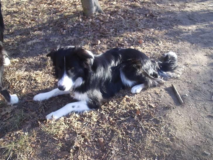 Border collie READY billede 5