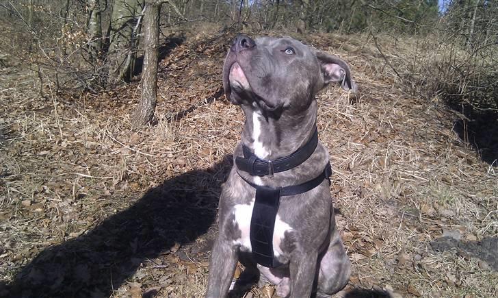 Amerikansk staffordshire terrier ~ Choppy ~ - choppy 9 måneder  billede 16