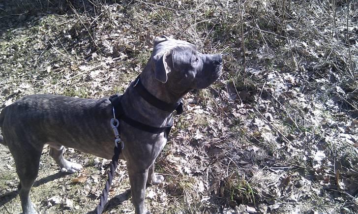 Amerikansk staffordshire terrier ~ Choppy ~ - choppy 9 måneder  billede 17