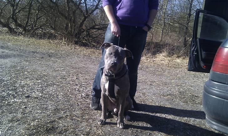 Amerikansk staffordshire terrier ~ Choppy ~ - choppy 9 måneder  billede 18