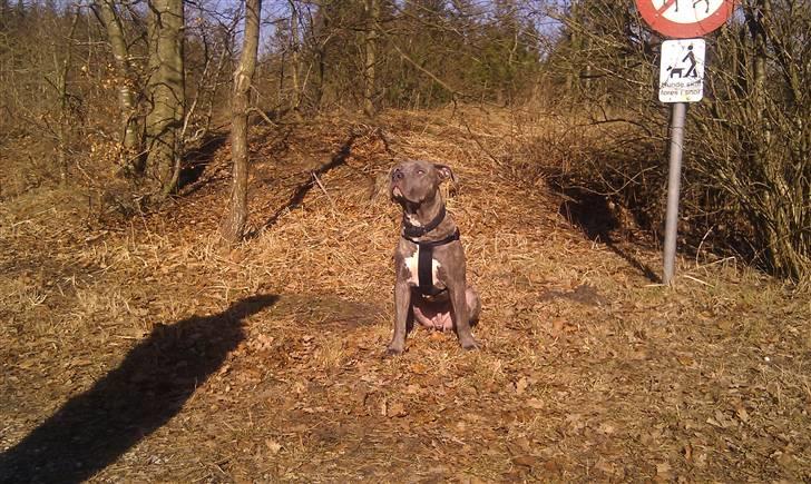 Amerikansk staffordshire terrier ~ Choppy ~ - choppy 9 måneder  billede 19