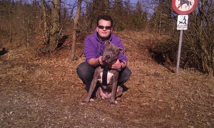 Amerikansk staffordshire terrier ~ Choppy ~ - choppy 9 måneder  billede 20