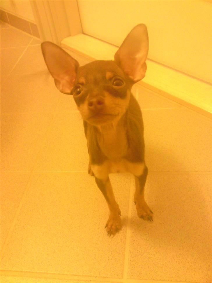 Prazsky krysarik Charlie billede 2