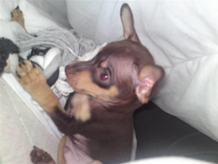 Prazsky krysarik Charlie billede 3