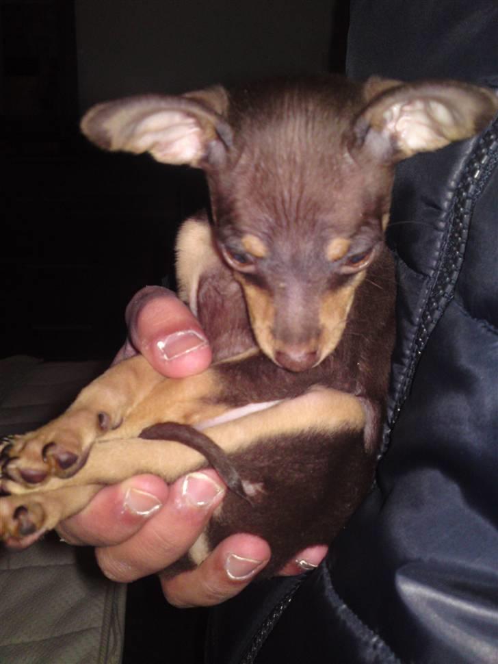 Prazsky krysarik Charlie billede 4