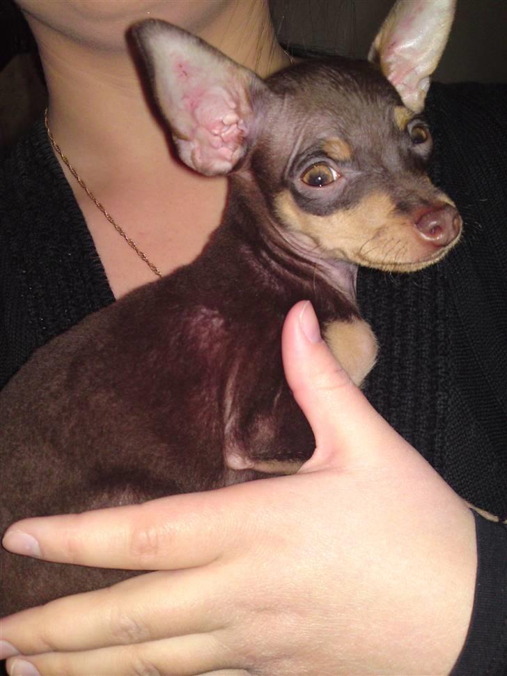 Prazsky krysarik Charlie billede 5