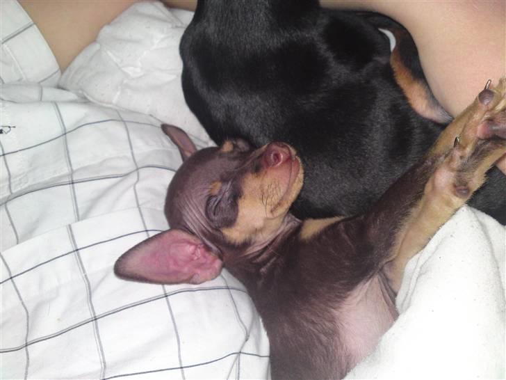 Prazsky krysarik Charlie billede 6