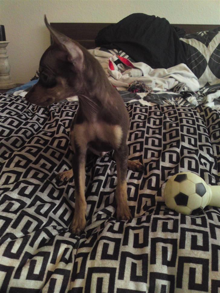 Prazsky krysarik Charlie billede 7