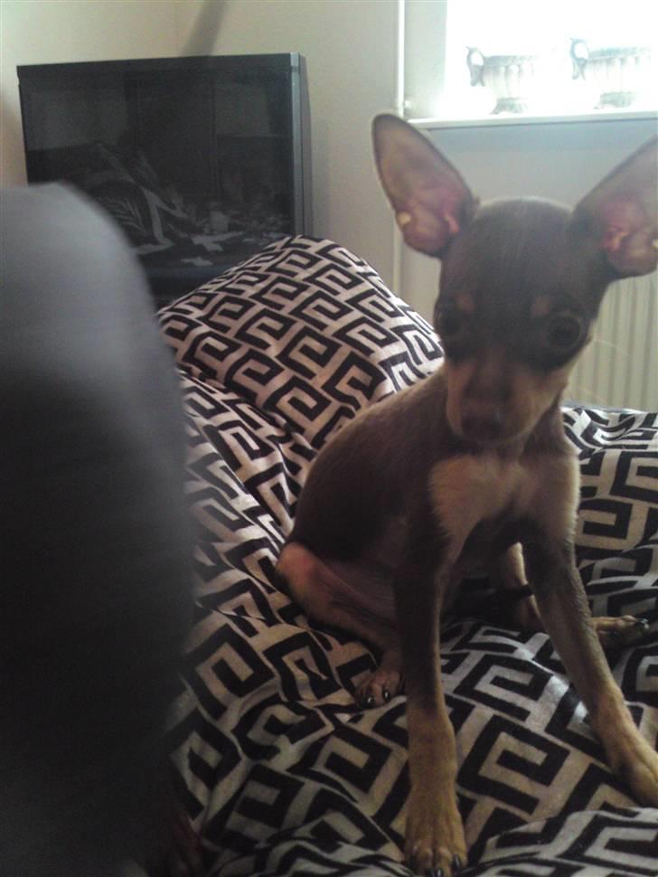 Prazsky krysarik Charlie billede 8