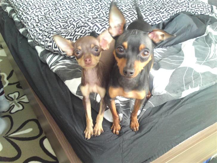 Prazsky krysarik Charlie billede 9