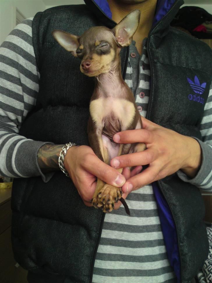 Prazsky krysarik Charlie billede 10