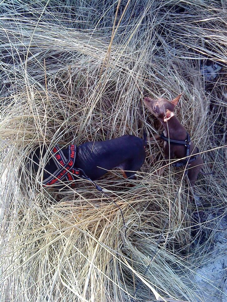 Prazsky krysarik Charlie billede 11