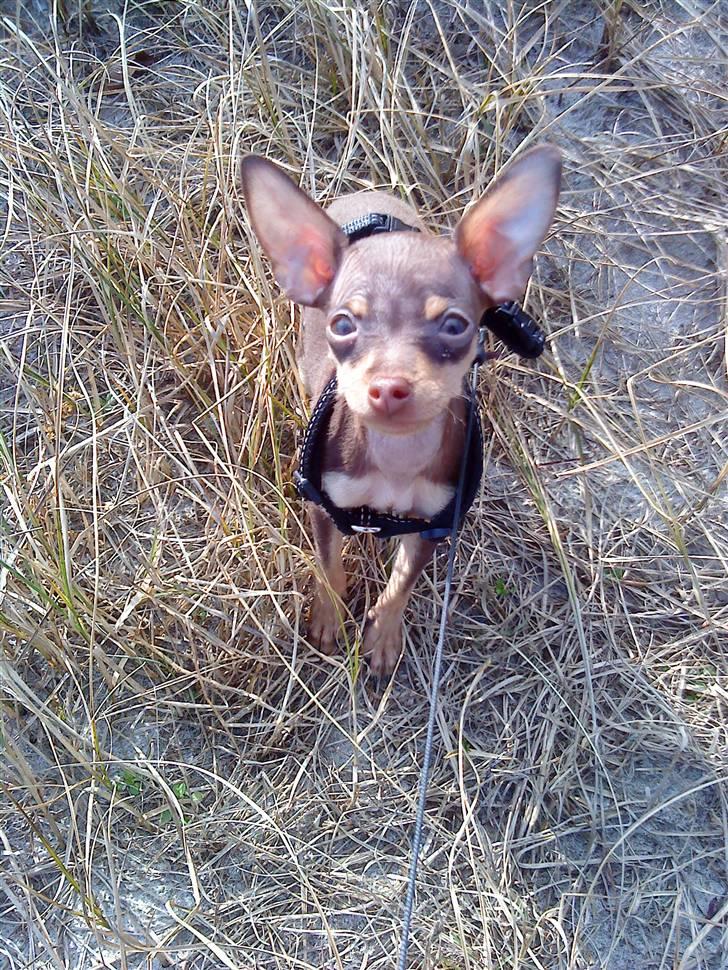 Prazsky krysarik Charlie billede 1