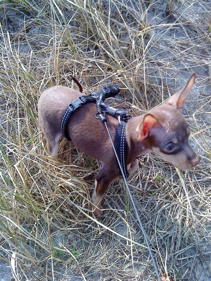 Prazsky krysarik Charlie billede 12