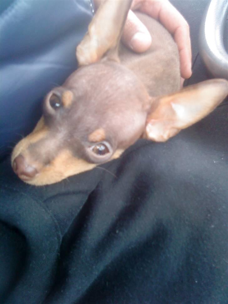 Prazsky krysarik Charlie billede 13